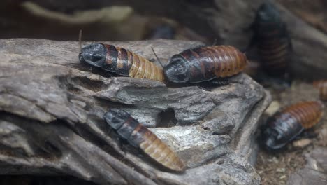 closeup of roaches on wood