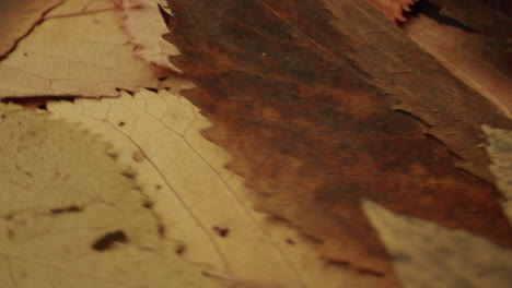 leaves spinning counter clockwise on a rotating plate in various speeds