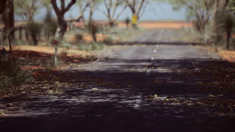 camino al interior con hierba seca y árboles