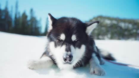 Adorable-Alaskan-Malamute-Relaxing-And-Licking-Ice-From-Snow-Land-At-Indre-Fosen-In-Trondelag,-Norway