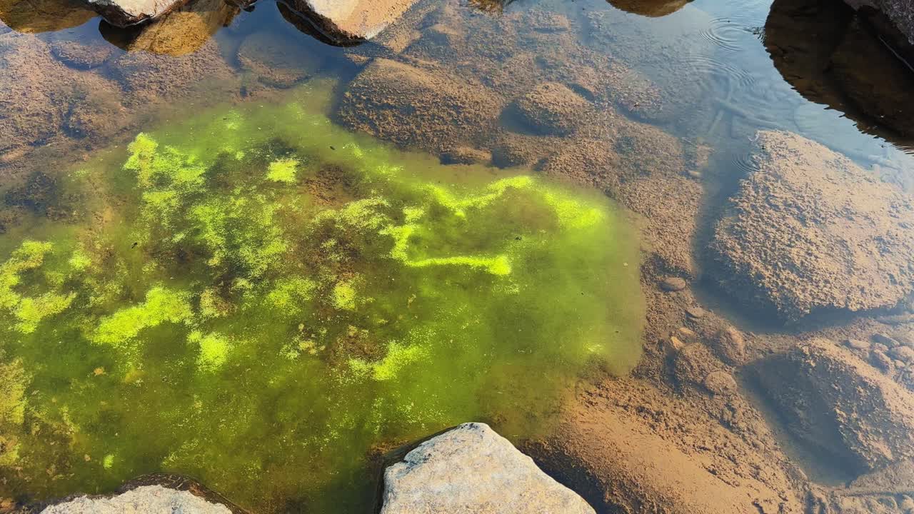 Ampia vista statica di alghe verdi filamentose sparse in acqua dolce bassa tra rocce sommerse, luce solare che illumina bolle d'ossigeno e texture sotto una superficie d'acqua calma e limpida.
