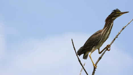 Junger-Männlicher-Grünreiher-Wasservogel-Thront-Auf-Einem-Ast,-Schaut-Sich-Um-Und-Streckt-Den-Hals-Aus