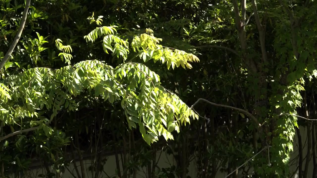 Alberi mossi dal vento in una giornata di sole in 4K