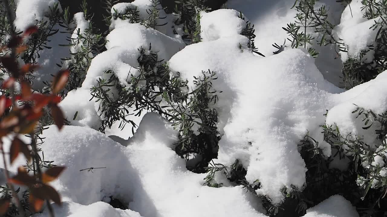 Snow covered plants