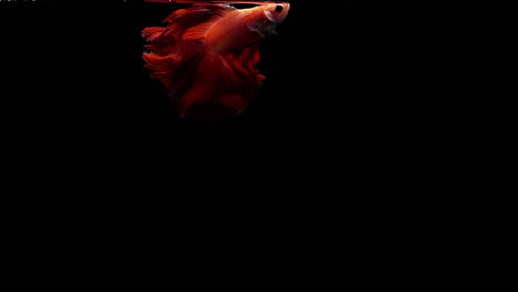 vibrant and colourful siamese fighting fish betta splendens, also known as thai fighting fish or betta, a popular aquarium fish in super slow motion on black background