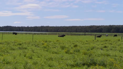 domestic cows grazing and resting on the green farm - crescent head, nsw, australia - wide shot