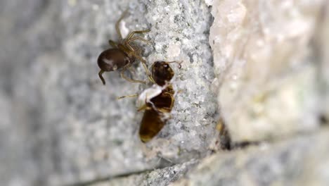 araña de grieta del sur con presa en la pared de piedra