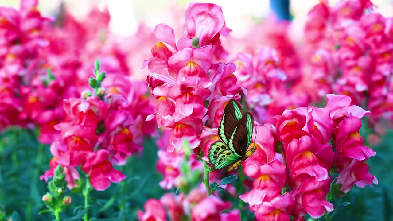 A green butterfly flutters gracefully through lush pink flowers, creating a vivid and lively animation with smooth transitions