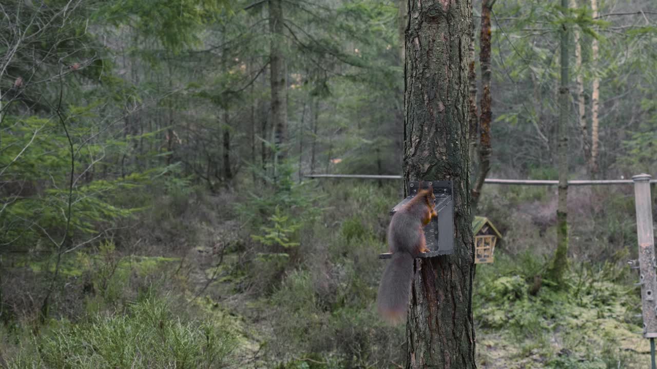vista trasera de una pequeña ardilla roja euroasiática salvaje recogiendo y comiendo nueces en una estación de alimentación en un pino silvestre en los parques centrales en el bosque de whinfell antes de correr por el árbol