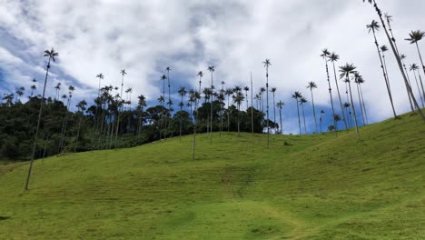 vista panorámica de las palmas de cera en el valle de cocora en las montañas de colombia