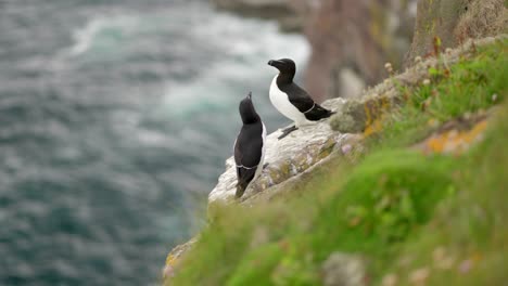 a pair of alert seabirds sit on the edge of a cliff with each other in a seabird colony with turquoise water in the background on handa island, scotland