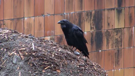 alaskan raven. largest member of the crow family