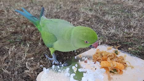 rose-ringed parakeets eat rice and food in a container in the grass field in the backyard close up clip view from above the bird