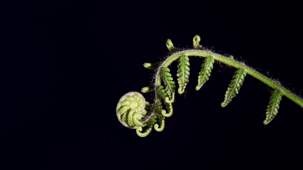 Green fern naturally uncoil springing into life. Macro close up vertical with copy space, black background.