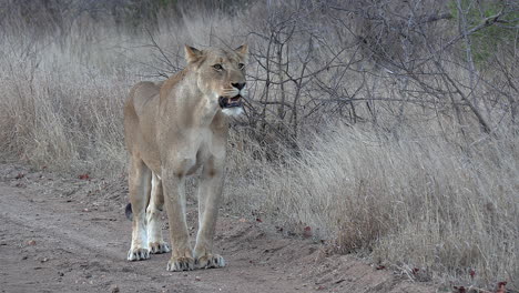 lioness watches surroundings while standing in tall grass, close view