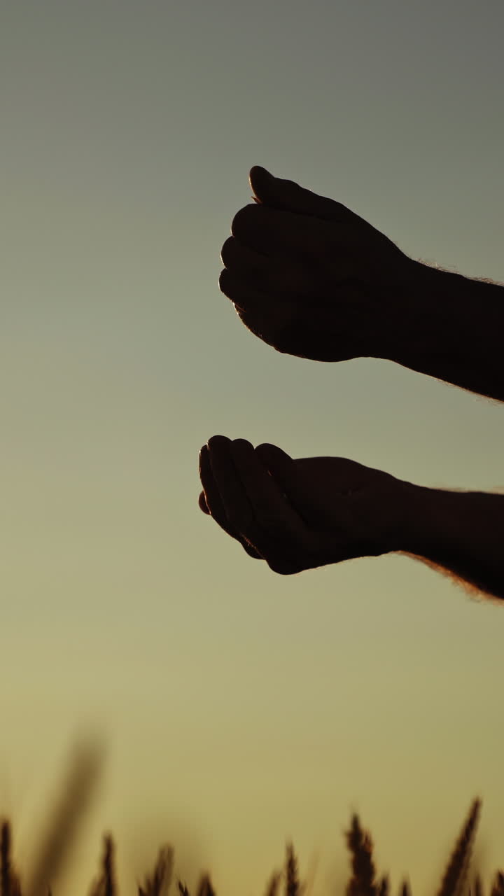 Silhouette of a farmer with grains at sunset. Agriculturist pours seeds in hands and evaluates the quality of grains against the evening sky. Vertical video