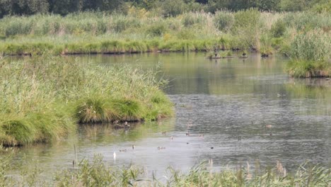 Muchos-Patos-Y-Otras-Aves-Nadando-En-Un-Lago-Tranquilo-Y-Buceando-En-Busca-De-Comida-En-Un-Día-De-Verano-En-Un-área-De-Conservación-De-La-Vida-Silvestre