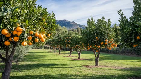 orange trees in an orchard