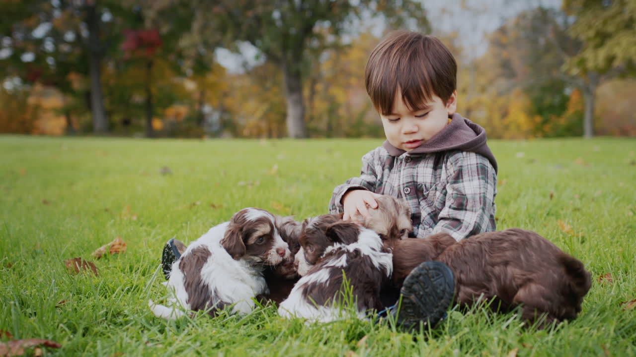 criança asiática bonita sentada na grama, brincando com alguns cachorros