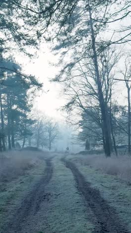 frozen forest path in the mist