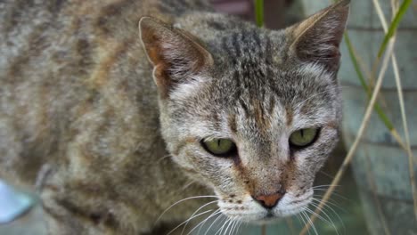 lindo gato macho común indio