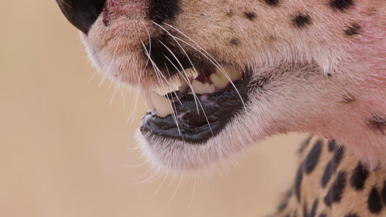 Extreme close up shot of a cheetah's jaw agape panting in the plains