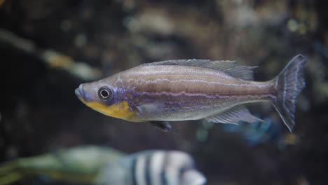 un colorido pez tropical nadando perezosamente en un acuario cristalino