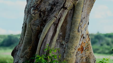 Close-up of tree trunk with exposed roots