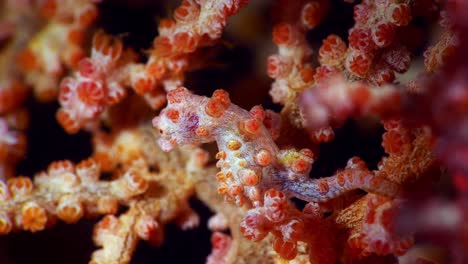 hippocampus bargibanti pygmy seahorse lembeh 4k 25fps