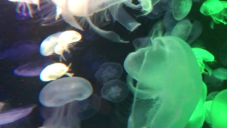 beautiful movement of jellyfish footage, different kinds of jellyfish swimming together in the aquarium's tank