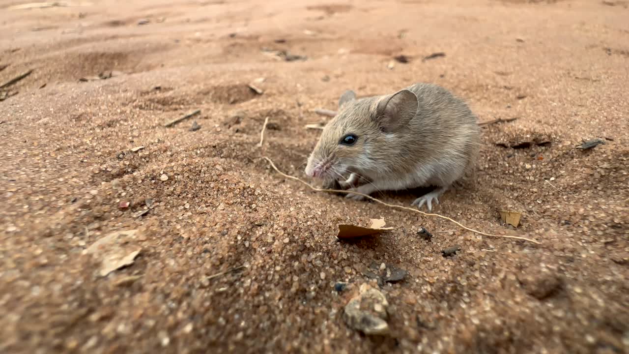 Topo pigmeo del deserto (Mus indutus) sulla sabbia nel Parco Nazionale di Chobe. Botswana