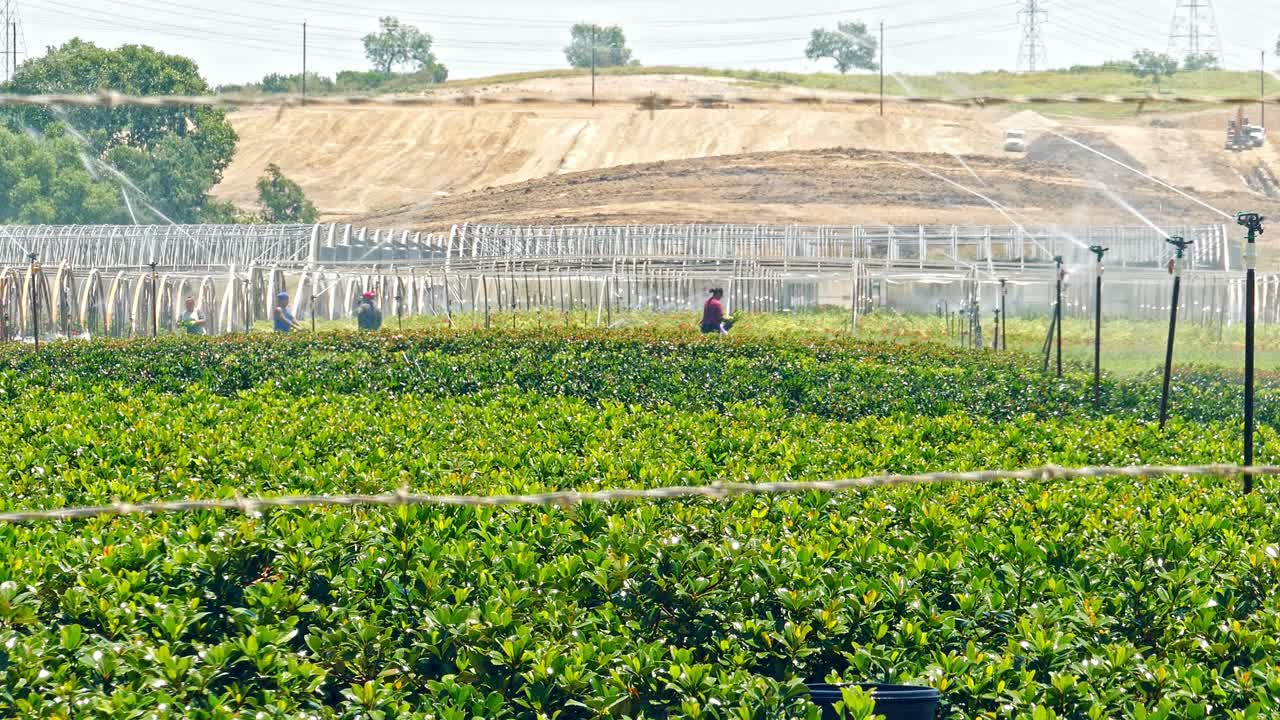 종묘장에서 자라는 식물에 물을 주는 스프링클러 시스템