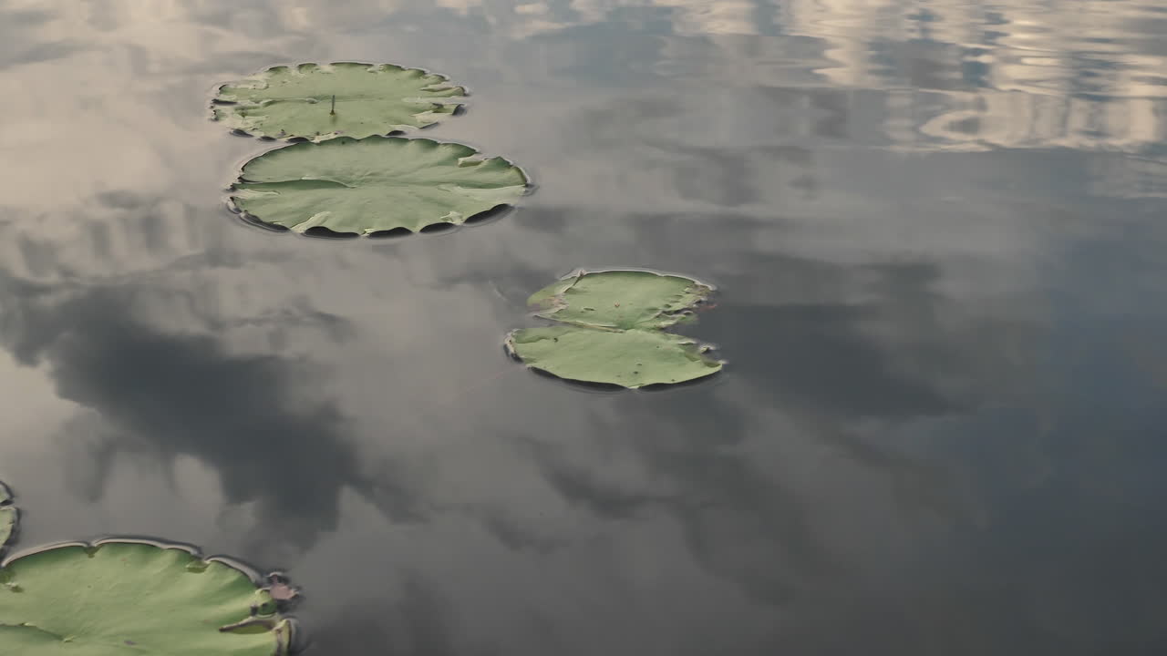 호수 위의 네누파르를 지나가다