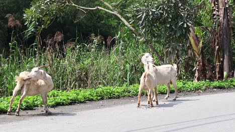 two goats eating grass near the road