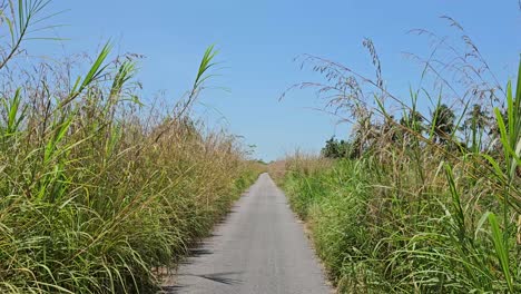 POV-Spaziergang-Auf-Einem-Malerischen-Ländlichen-Wiesenweg-Mit-Pampasgras,-Trockenem-Schilf,-Seggengras-Und-Goldenem-Schilfgras