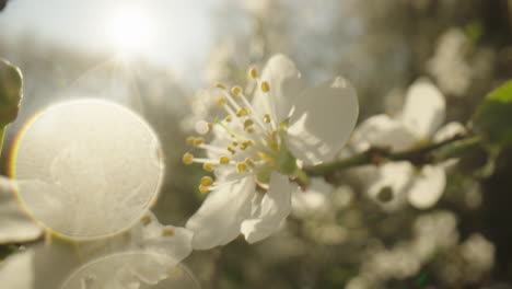spring blossoms in sunlight