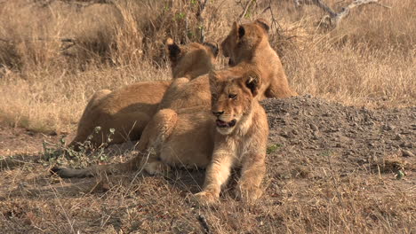 Lion-cubs-wait-on-a-sand-hill-for-the-adults-to-return-from-a-hunt