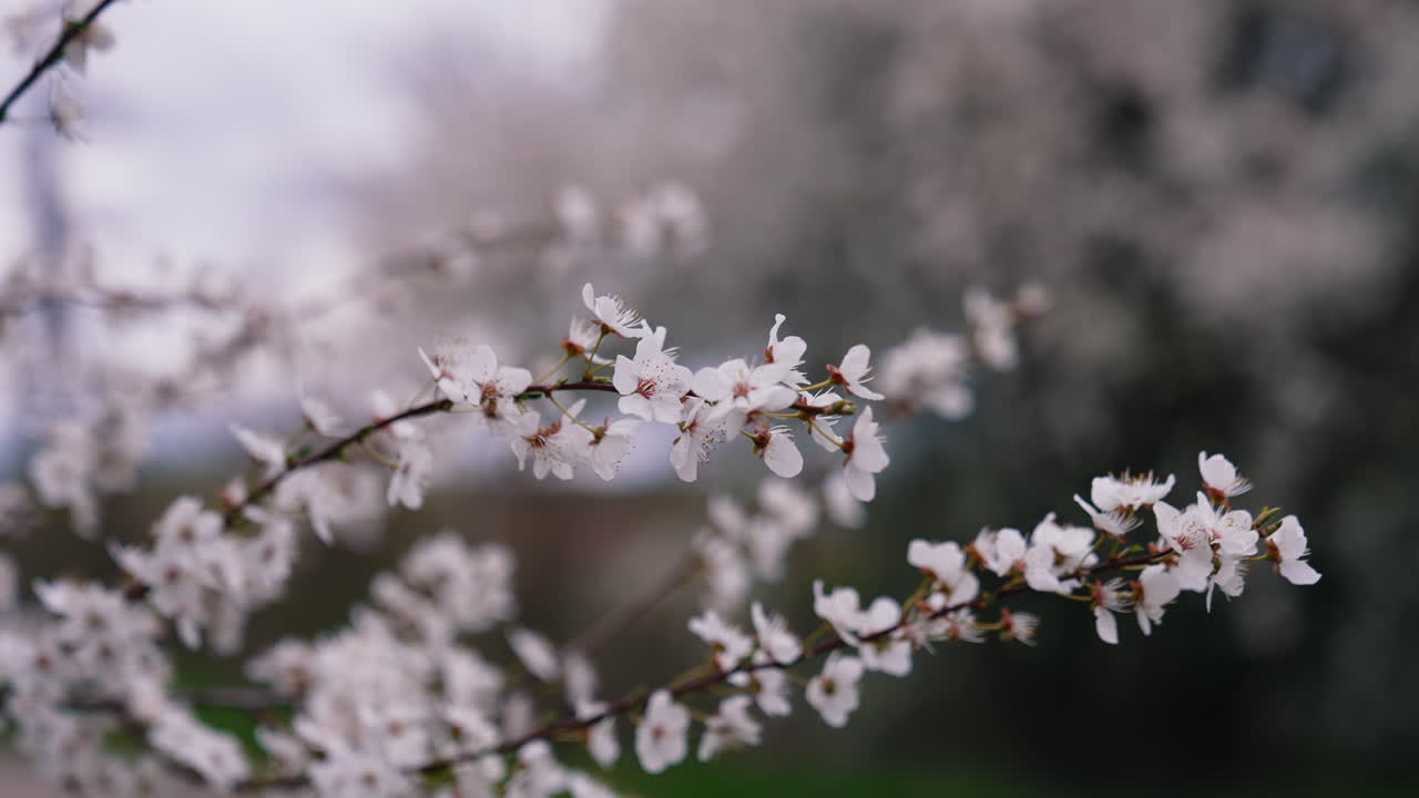 Branch with blooming flowers. Beautiful white cherry flowers swinging in wind on blur background. Close-up.