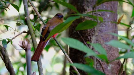 red-headed trogon, harpactes erythrocephalus, thailand