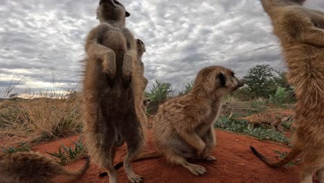 very close-up ground-level perspective of meerkats standing upright on their burrow looking around, southern kalahari