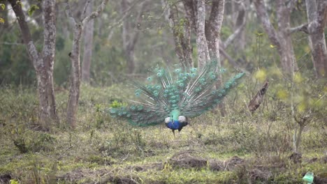 Ein-Pfau-Mit-Ausgebreitetem-Schwanz-Im-Dschungel-Des-Chitwan-nationalparks-In-Nepal