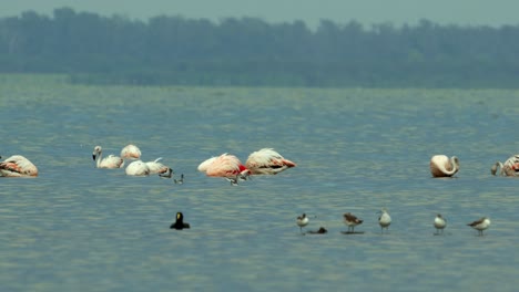 aves en el lago mar chiquita, parque nacional ansenuza, cordoba, argentina