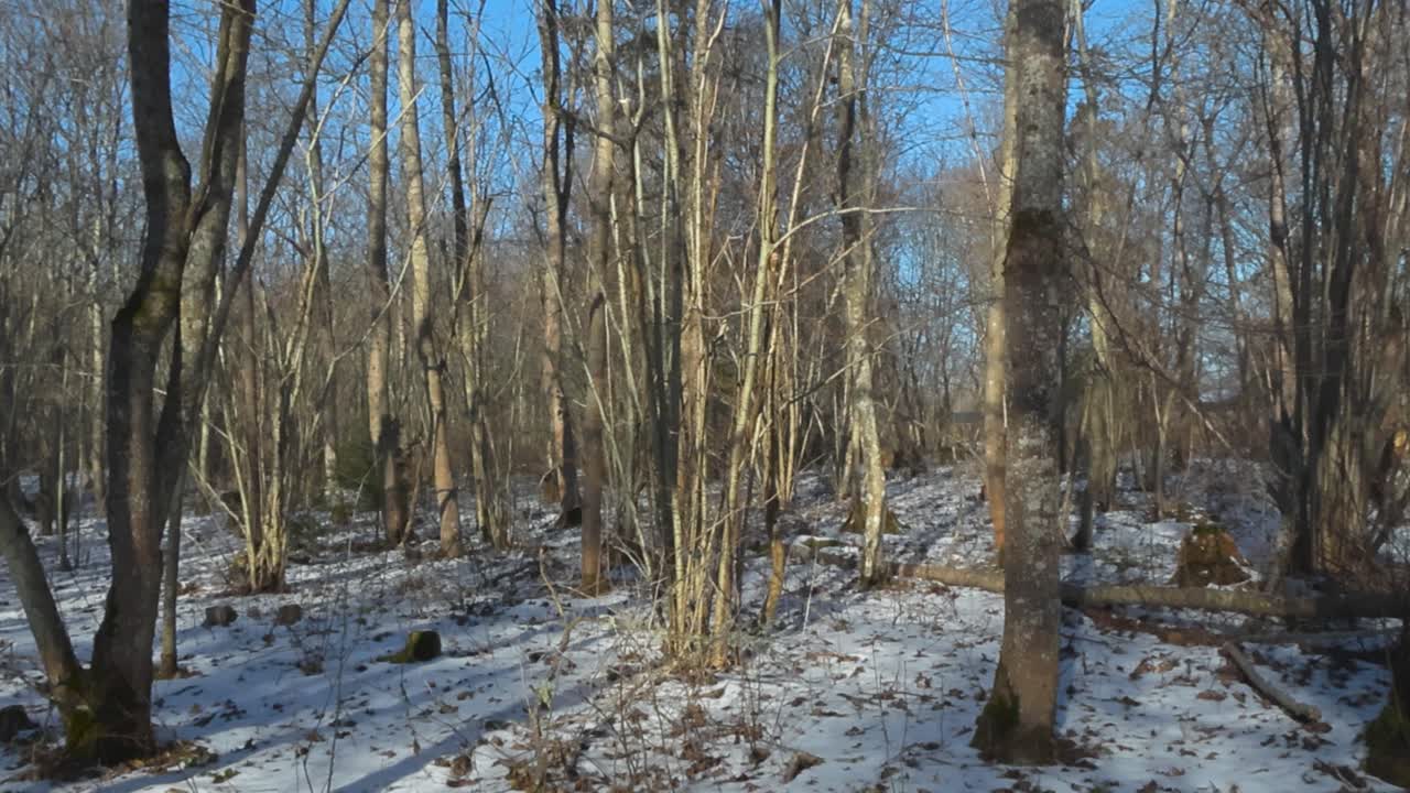 Gorgeous panning footage of a desolate rural forest during winter time with white fluffy snow and ice in between the large willow and birch trees during a sunny day while blue sky is in the background
