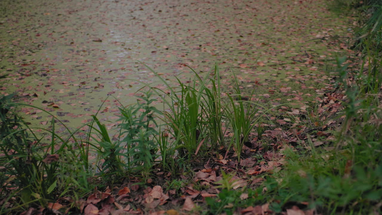 Vue circulaire d’une mare forestière bordée d’herbe verte et de feuilles d’automne, surface calme avec lentilles d’eau, rive boisée tranquille, plantes en premier plan proches, ambiance paisible pour les voyages, la méditation et la relaxation