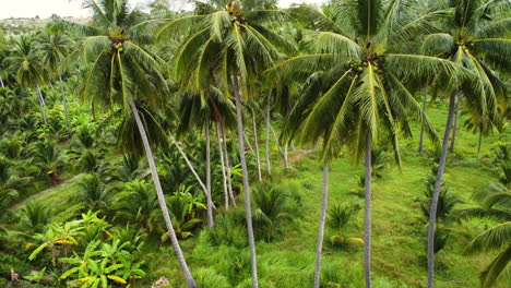 beaux palmiers tropicaux poussant dans un paradis rural vietnamien