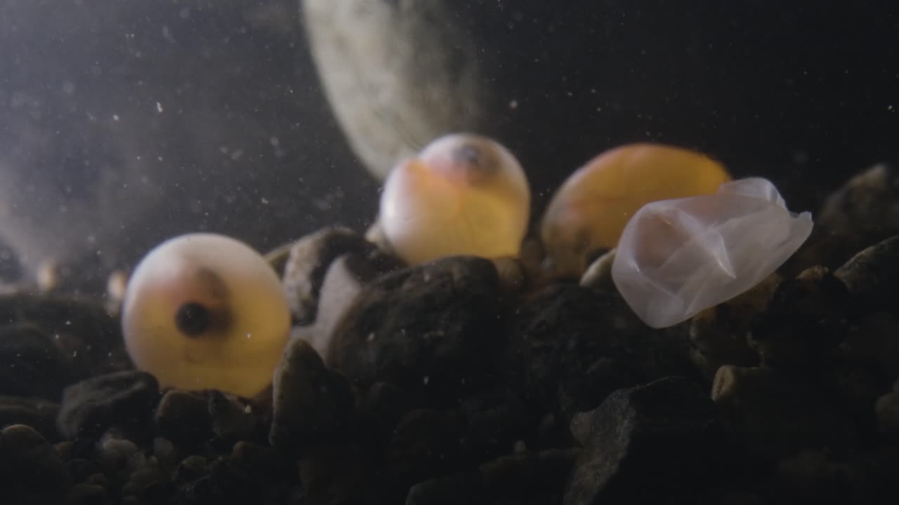 Uova di salmone che si schiudono in un corso d'acqua in Canada