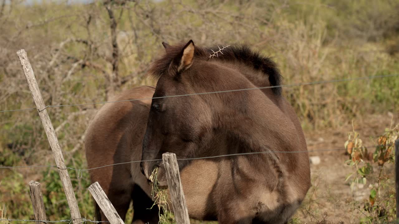 wide slowmotion of looking back eating horse in the paddock
