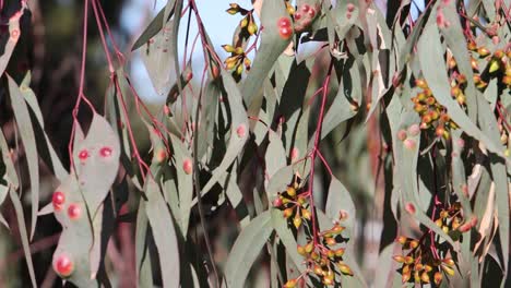 eucalyptus leaves and berries through seasonal transition