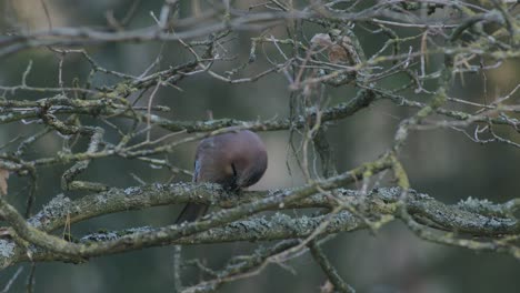 Jay-Euroasiático-Abriendo-Y-Comiendo-Bellota-En-El-árbol