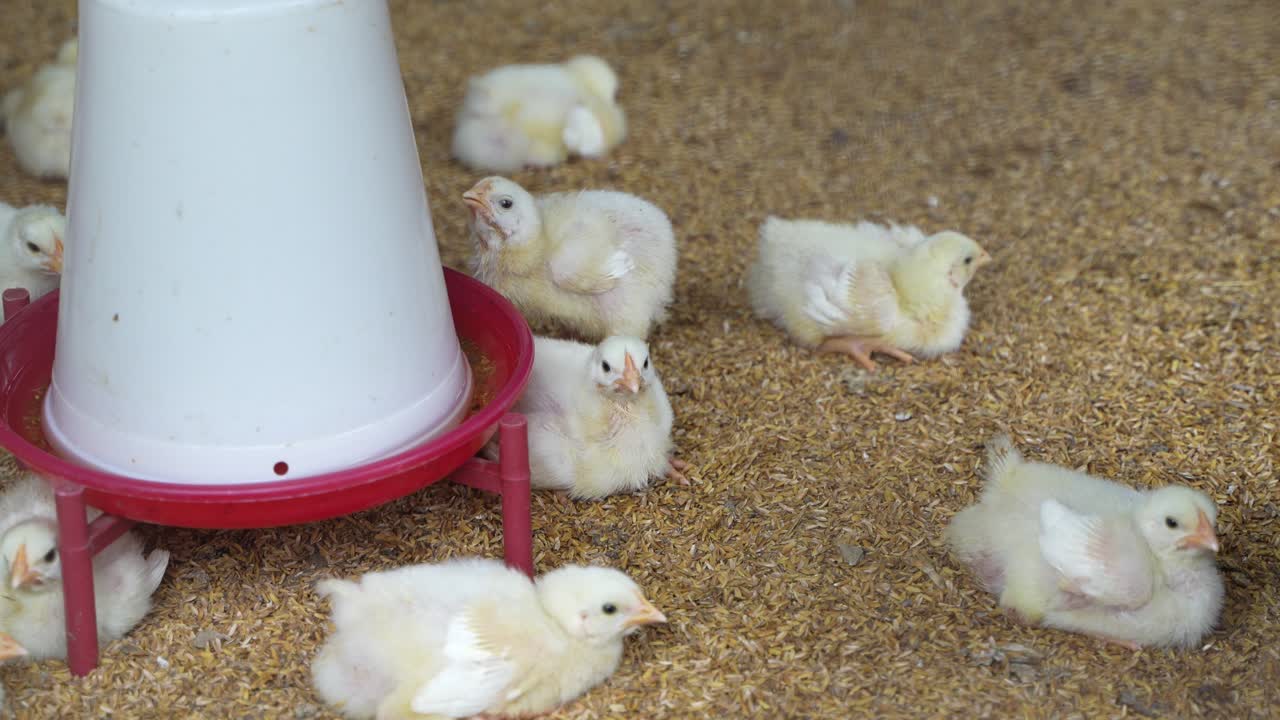There are baby chickens in the poultry farm.